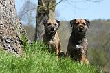 BORDER TERRIER 092